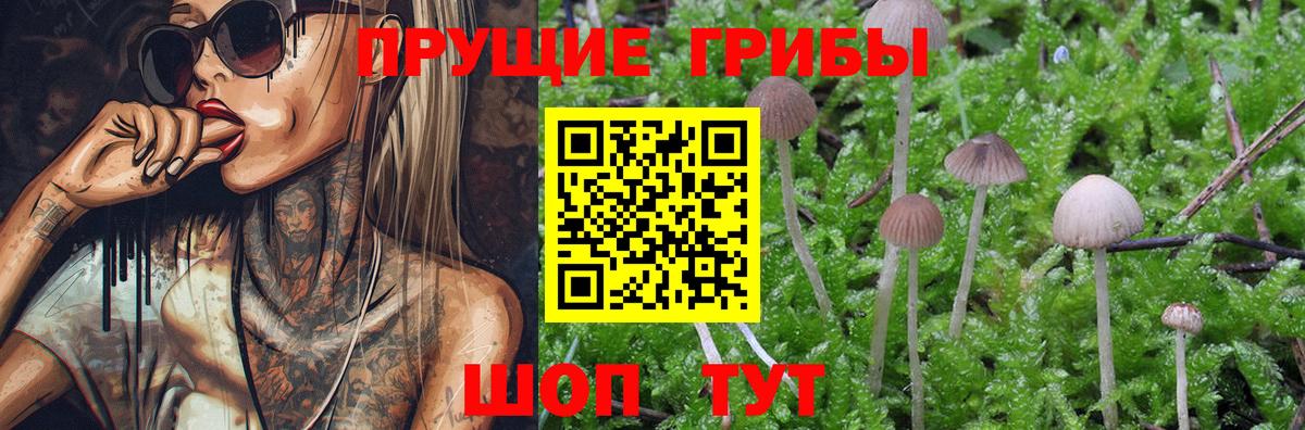 Каменка  Псилоцибиновые грибы Psilocybine cubensis  Вход с VPN 